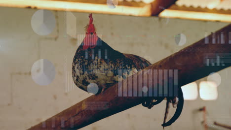 speckled rooster being animated perched on wooden beam inside rustic barn, with pie chart overlays