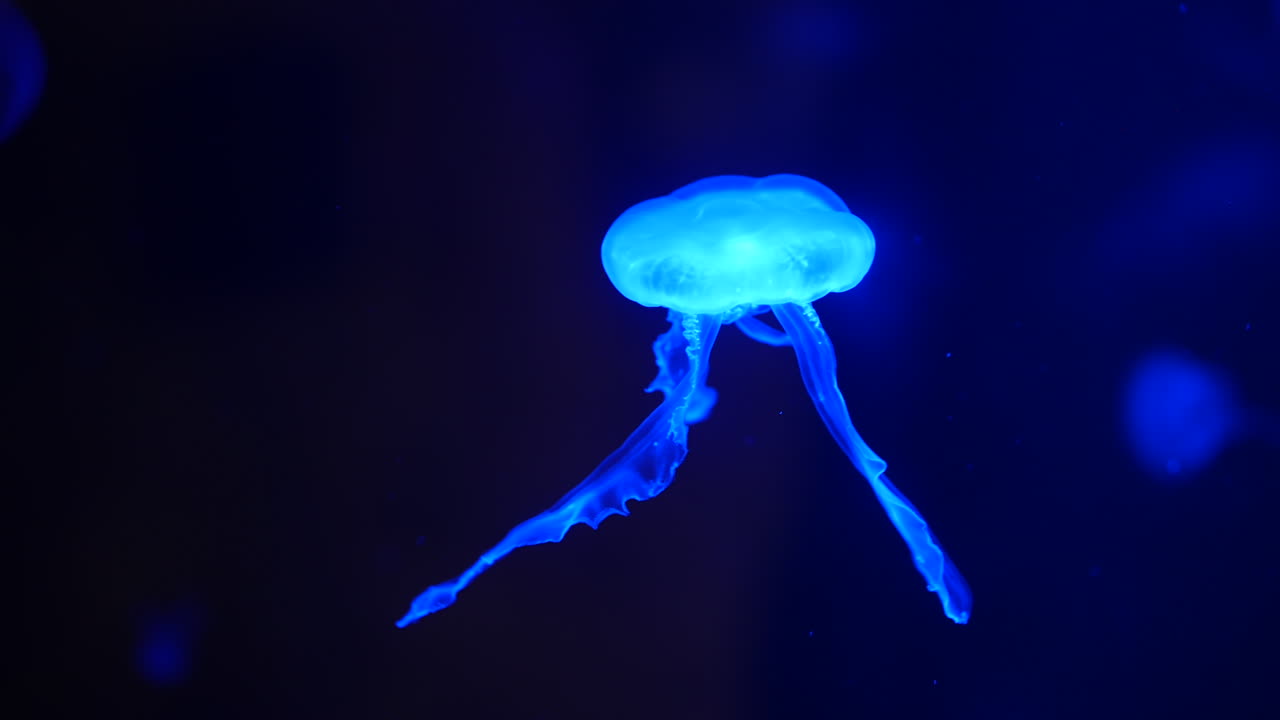 A glowing jellyfish drifts through deep blue water, its tentacles trailing gracefully behind. The translucent body glows softly, creating a mesmerizing and peaceful underwater scene