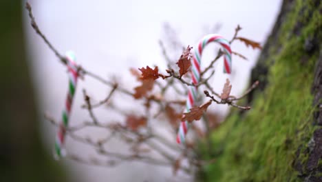 candy canes sitting on thin tree branches outside