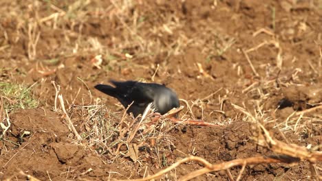 western jackdaw (coloeus monedula), also known as the eurasian jackdaw, searching for food in a plowed field