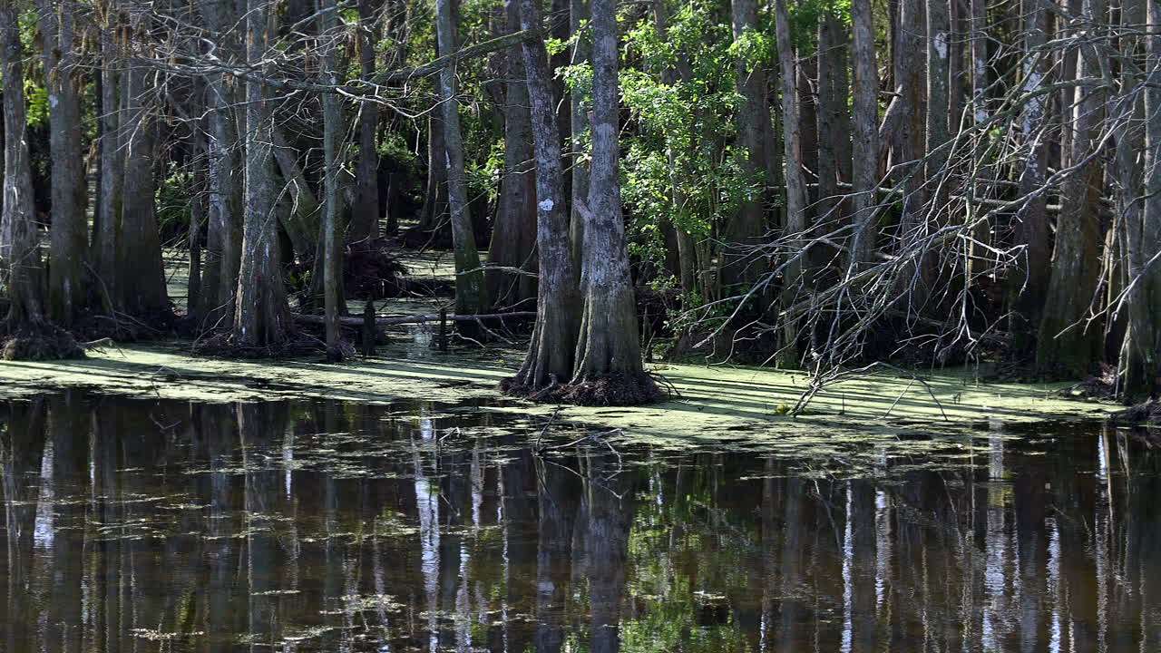 Panning shot along Mangrove trees in swamp, Florida, USA