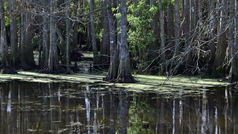 panning shot along mangrove trees in swamp, florida, usa