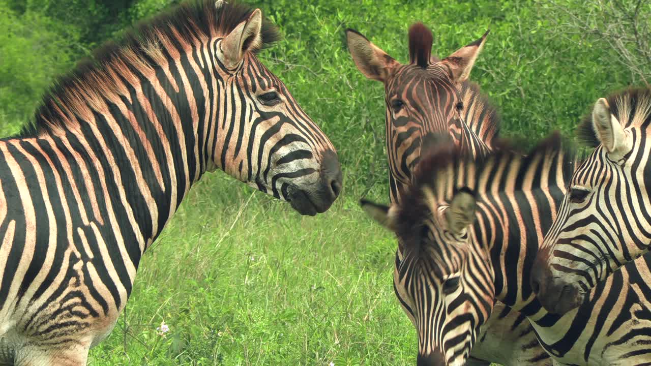 Una piccola mandria di zebre da vicino nel Parco Nazionale Kruger