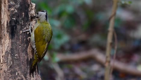 el pájaro carpintero de cabeza gris también se llama pájaro carpintero de cara gris que se encuentra en muchos parques nacionales de tailandia y es muy particular al elegir su hábitat para que prospere
