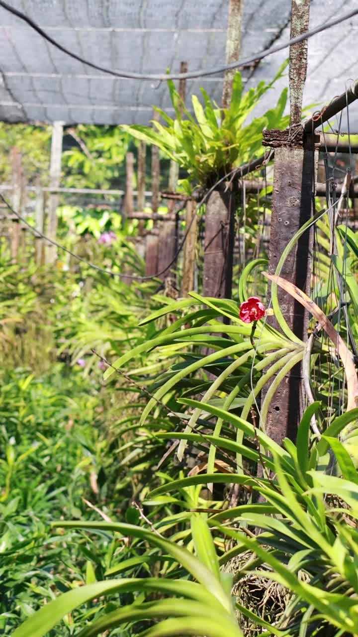 Orchid Farm Greenhouse