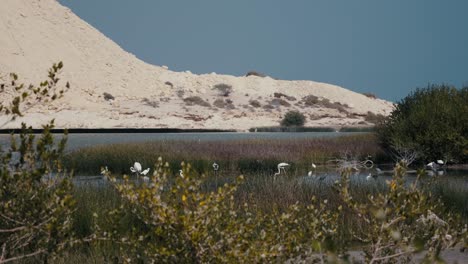 Elegant-flamingos-in-the-serene-waters