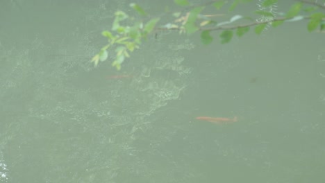 a blurred image of a fish swimming beneath the surface of a greenish pond with leaves partially covering the view