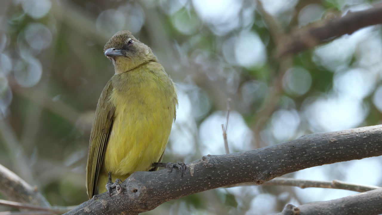 greenbul de vientre amarillo posado en una rama de árbol en el sur de áfrica