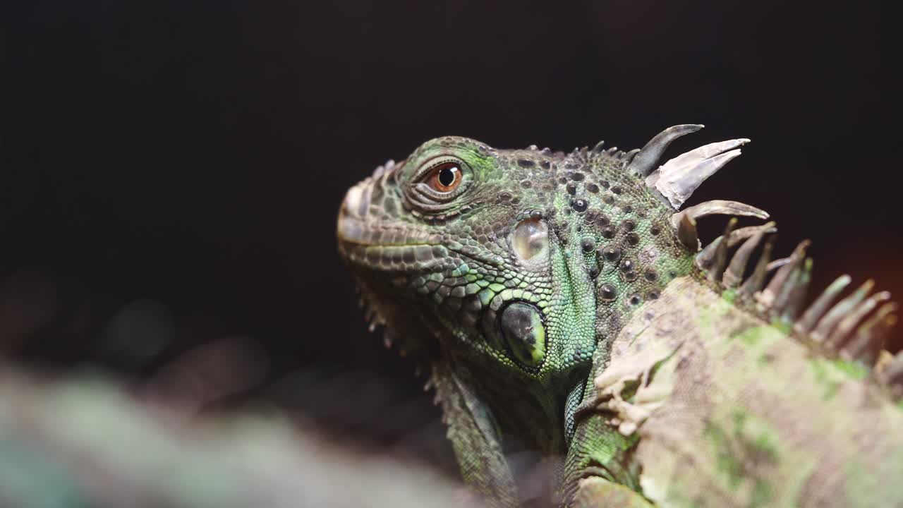 Close-up of a green iguana