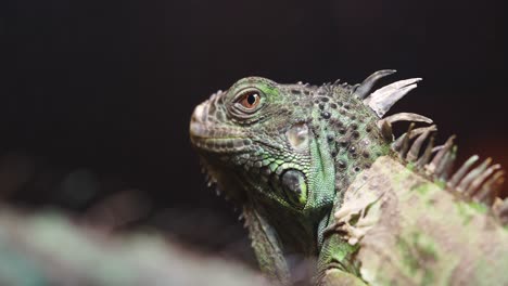 close-up of a green iguana