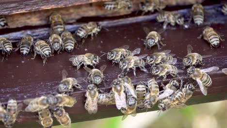 busy bees on a beehive