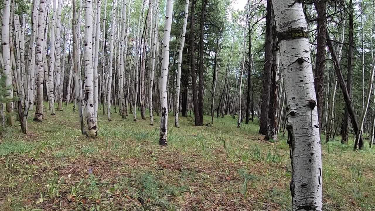 POV of walking in the forest with an arc right to the pine trees that grow alongside a stand of Aspen trees