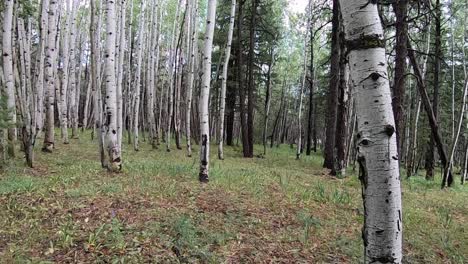 pov of walking in the forest with an arc right to the pine trees that grow alongside a stand of aspen trees