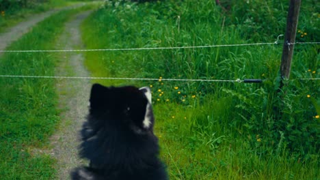 the back of an alaskan malamute as it gazes at a path with a wire fence ahead in osen, trøndelag county, norway - handheld shot