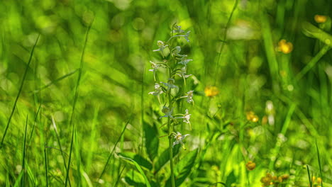 platanthera verde en la naturaleza salvaje hierba