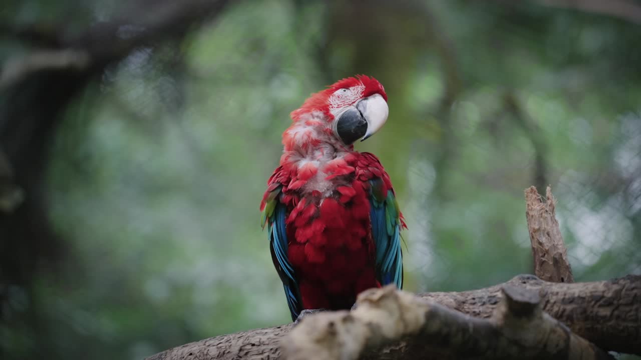 un viejo loro rojo se sienta en un árbol y gira la cabeza graciosamente