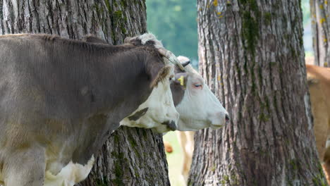 vacas apoyadas contra grandes árboles, disfrutando de la sombra en un día soleado, capturando una escena de granja serena y pastoral
