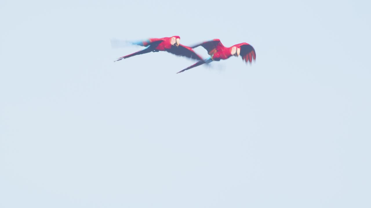 A dazzling Scarlet Macaw duo glides in harmony, their colors shining in Peru’s morning rainforest sky.