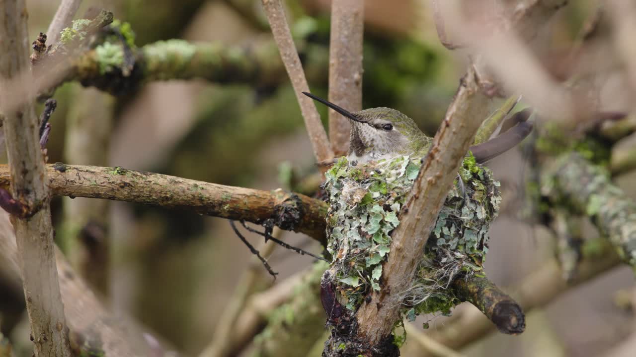 A mother Anna's hummingbird sits on her newly constructed nest in British Columbia, Canada.