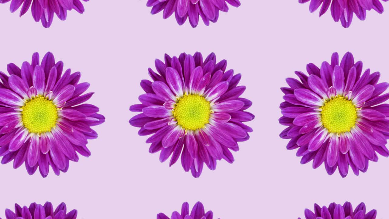 crisantemo violeta en un fondo rosado patrón animado. animación de concepto de bucle sin costuras floral mínimo