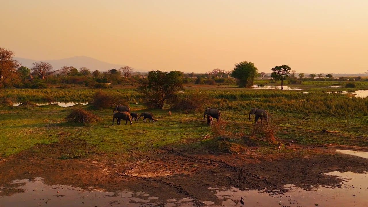 Et dronebilde viser elefanter som går og beiter over solnedgangsgressletter, omgitt av grunne våtmarker i Liwonde nasjonalpark, Malawi.