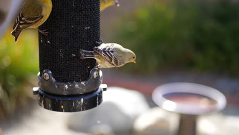 Many-colorful-yellow-California-Goldfinch-flying-away-from-a-bird-feeder-next-to-a-birdbath-SLOW-MOTION