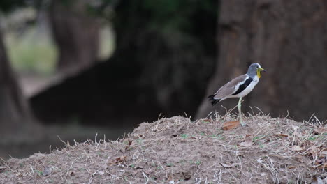 White-crowned-Lapwing-Bird-On-Tropical-Forest-Ground-In-Africa