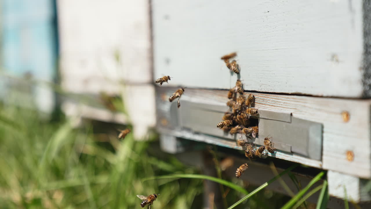 Bee hives in an apiary. Close up view of the working bees bringing flower pollen to the hive on its paws
