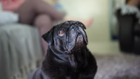 viejo pug negro mirando al cielo
