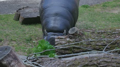 El-Hipopótamo-Come-Hojas-Verdes-De-La-Rama-De-Un-árbol-Roto