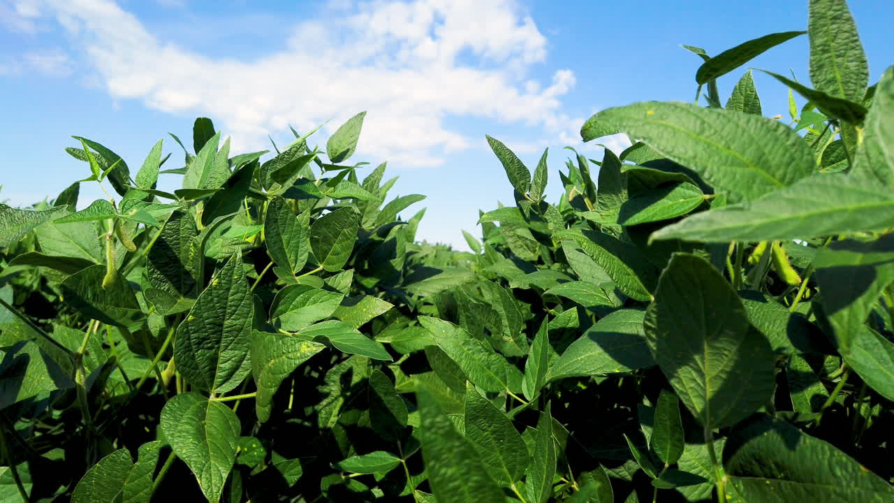 campo de soja bajo el sol con cielo azul