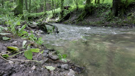 Wasser-Gurgelt-In-Einem-Gebirgsbach,-Mit-Felsen-Und-Moosbedeckten-Bäumen