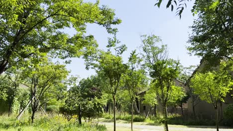 tranquil summer day in a lush green garden