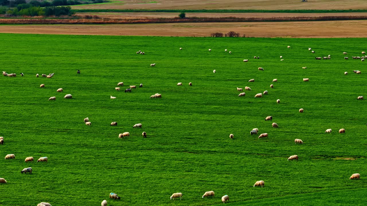 Vista aerea di un gregge di pecore al pascolo su un prato verde in un paesaggio rurale