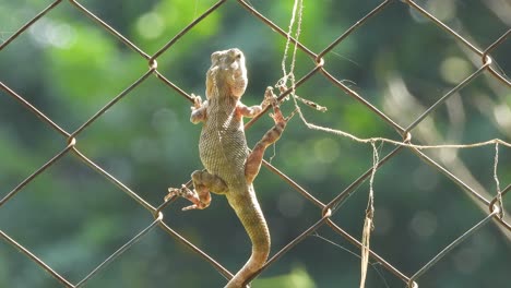 Lizard-hanging----relaxing-