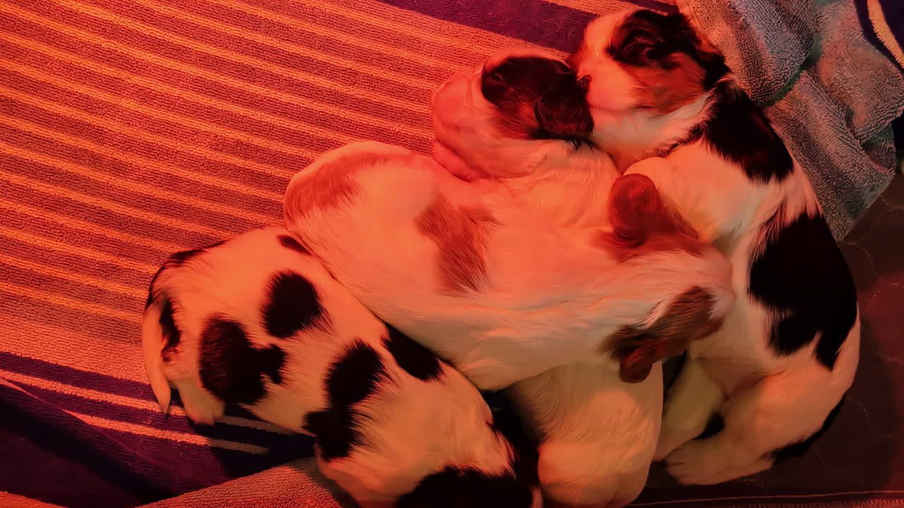 cuatro cachorros recién nacidos de cavalier king charles spaniel