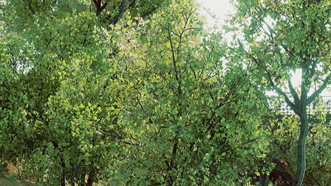 sunlight filtering through lush forest canopy