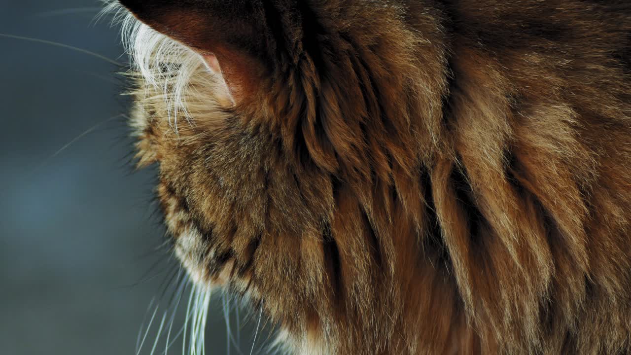 Bir terasta dinlenen siyah beyaz yetişkin bir kedi