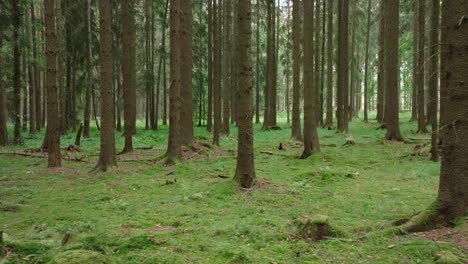 shot of a pine forest with tall trees during daytime