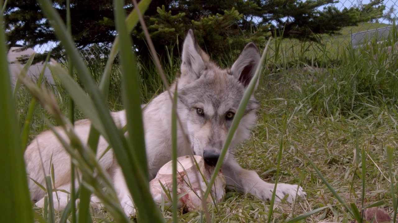 A grey wolf named Koa.