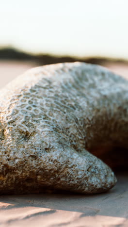 coral on a sandy beach