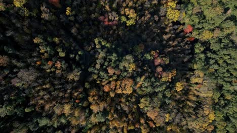 aerial shot over forest in autumn with green yellow and orange colors, treetops zoom in montseny spain