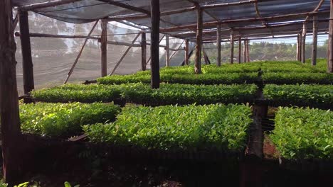 Seeds-of-Tradition-inside-Nursery-Garden-Producing-Yerba-Mate-Seedlings