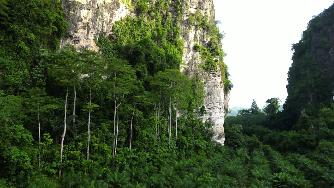 hileras de palmeras oleaginosas en la ladera de un acantilado, ao nang, sur de tailandia