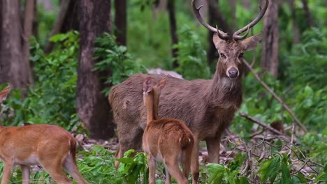 El-Ciervo-Del-Campo-Es-Una-Especie-En-Peligro-De-Extinción-Debido-A-La-Pérdida-De-Hábitat-Y-La-Caza