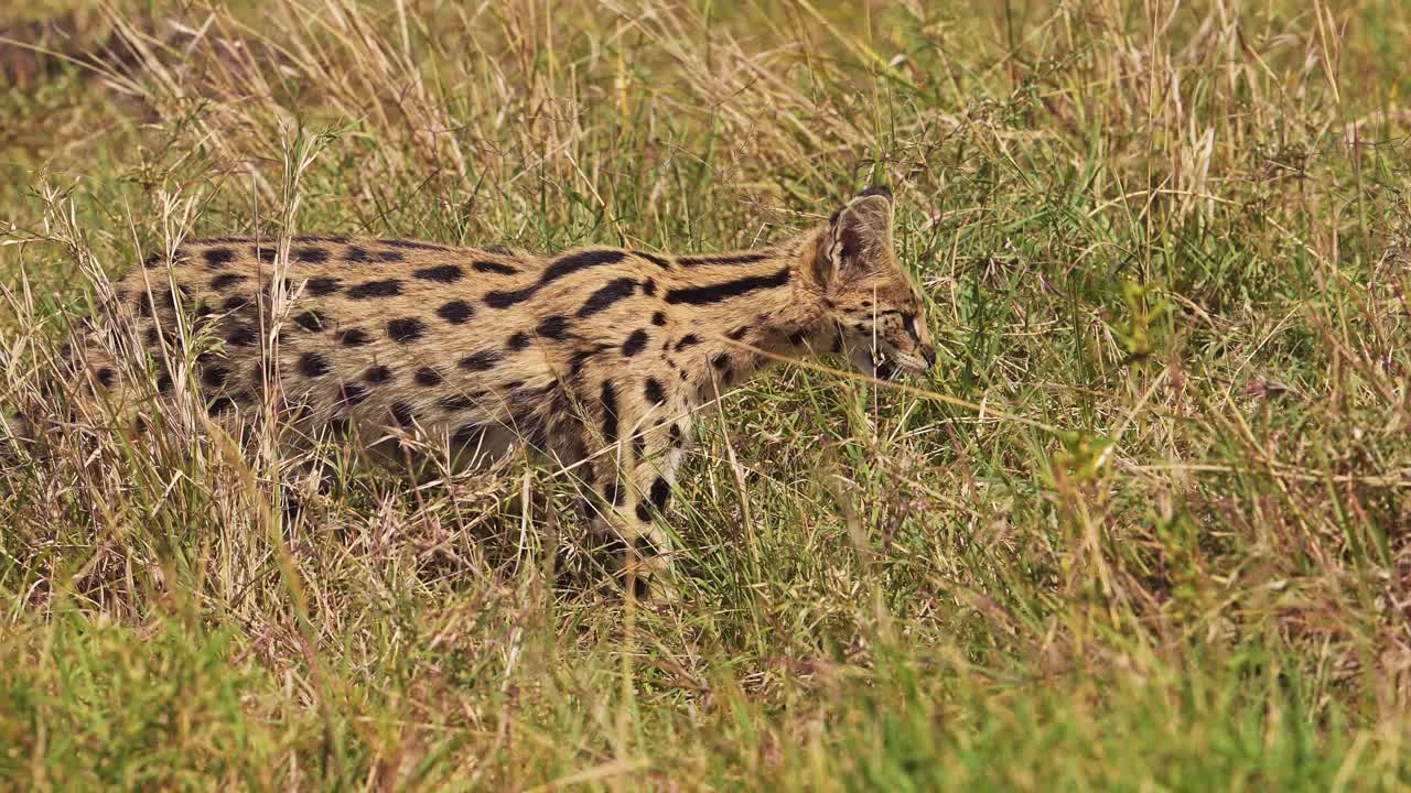 케냐 의 국립 보호 구역, 아프리카 의 마사이 마라 북부 보호 구역 에 있는 사파리 동물 들