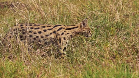 Zeitlupenaufnahme-Eines-Servals,-Der-In-üppigen-Graslandschaften-Nach-Kleiner-Beute-Jagt,-Sich-Stürzt-Und-Springt,-Nationalreservat-In-Kenia,-Afrikanische-Safaritiere-Im-Naturschutzgebiet-Masai-Mara-Nord