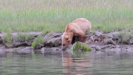 Un-Oso-Grizzly-Está-Bebiendo-De-Un-Arroyo