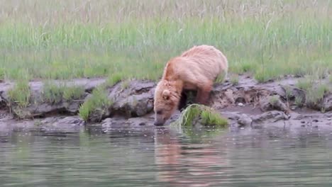 a grizzly bear is drinking from a stream