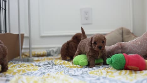 Camada-De-Lindo-Recién-Nacido-Goldendoodle-Pedigrí-Raza-De-Cachorros